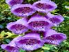 Different varieties of flowers images
