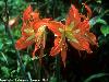 Different varieties of flowers images