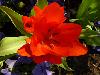 Different varieties of flowers images