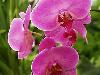 Different varieties of flowers images