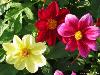 Different varieties of flowers images