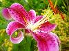 Different varieties of flowers images