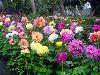 Different varieties of flowers images