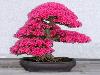 Japanese bonsai plants Japanese Bonsai Japanese bonsai tree