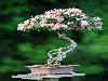 Japanese bonsai plants Japanese Bonsai Japanese bonsai tree