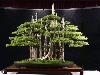 Japanese bonsai plants Japanese Bonsai Japanese bonsai tree