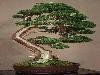 Japanese bonsai plants Japanese Bonsai Japanese bonsai tree
