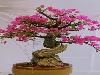 Japanese bonsai plants Japanese Bonsai Japanese bonsai tree