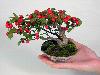 Japanese bonsai plants Japanese Bonsai Japanese bonsai tree