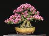 Japanese bonsai plants Japanese Bonsai Japanese bonsai tree