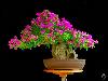 Japanese bonsai plants Japanese Bonsai Japanese bonsai tree