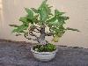 Japanese bonsai plants Japanese Bonsai Japanese bonsai tree