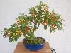Japanese bonsai plants Japanese Bonsai Japanese bonsai tree