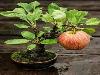 Japanese bonsai plants Japanese Bonsai Japanese bonsai tree
