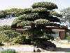 Japanese bonsai plants Japanese Bonsai Japanese bonsai tree