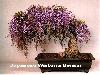 Japanese bonsai plants Japanese Bonsai Japanese bonsai tree