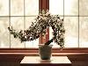 Japanese bonsai plants Japanese Bonsai Japanese bonsai tree