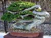 Japanese bonsai plants Japanese Bonsai Japanese bonsai tree