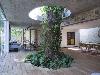 Save Trees Trees in the middle of the house 