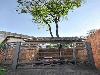 Save Trees Trees in the middle of the house 
