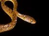 Snakes having two heads Different types of snakes Dangerous snakes