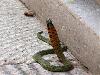 Snakes having two heads Different types of snakes Dangerous snakes
