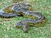 Snakes having two heads Different types of snakes Dangerous snakes