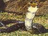 Snakes having two heads Different types of snakes Dangerous snakes