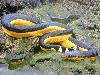 Worlds most dangerous animals  Most dangerous animal attacks Worlds most dangerous places   
