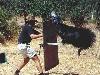 Worlds most dangerous animals  Most dangerous animal attacks Worlds most dangerous places   