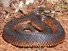 Worlds most dangerous animals  Most dangerous animal attacks Worlds most dangerous places   