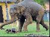 Worlds most dangerous animals  Most dangerous animal attacks Worlds most dangerous places   