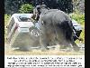 Worlds most dangerous animals  Most dangerous animal attacks Worlds most dangerous places   
