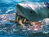Worlds most dangerous animals  Most dangerous animal attacks Worlds most dangerous places   