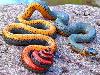 Worlds most dangerous animals  Most dangerous animal attacks Worlds most dangerous places   