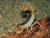 Worlds most dangerous animals  Most dangerous animal attacks Worlds most dangerous places   