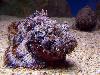 Worlds most dangerous animals  Most dangerous animal attacks Worlds most dangerous places   