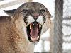 Worlds most dangerous animals  Most dangerous animal attacks Worlds most dangerous places   