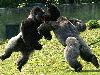 Worlds most dangerous animals  Most dangerous animal attacks Worlds most dangerous places   
