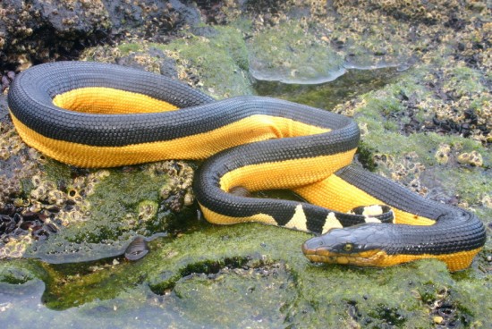 Worlds most dangerous animals  Most dangerous animal attacks Worlds most dangerous places   