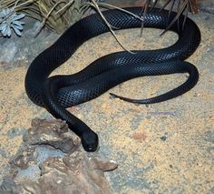 Worlds most dangerous animals  Most dangerous animal attacks Worlds most dangerous places   