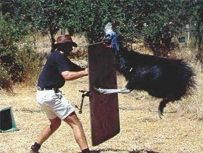 Worlds most dangerous animals  Most dangerous animal attacks Worlds most dangerous places   