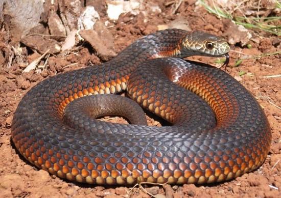 Worlds most dangerous animals  Most dangerous animal attacks Worlds most dangerous places   
