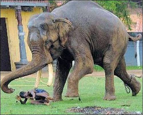Worlds most dangerous animals  Most dangerous animal attacks Worlds most dangerous places   