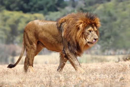 Worlds most dangerous animals  Most dangerous animal attacks Worlds most dangerous places   