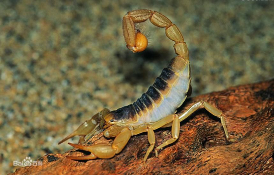 Worlds most dangerous animals  Most dangerous animal attacks Worlds most dangerous places   