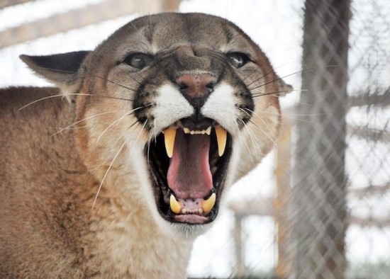 Worlds most dangerous animals  Most dangerous animal attacks Worlds most dangerous places   