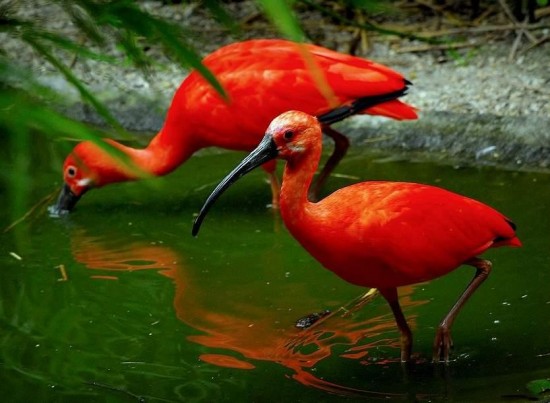 Different types of birds in the world