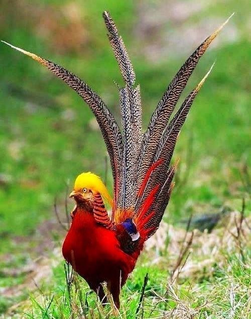 Different types of birds in the world