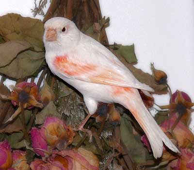 Different types of birds in the world